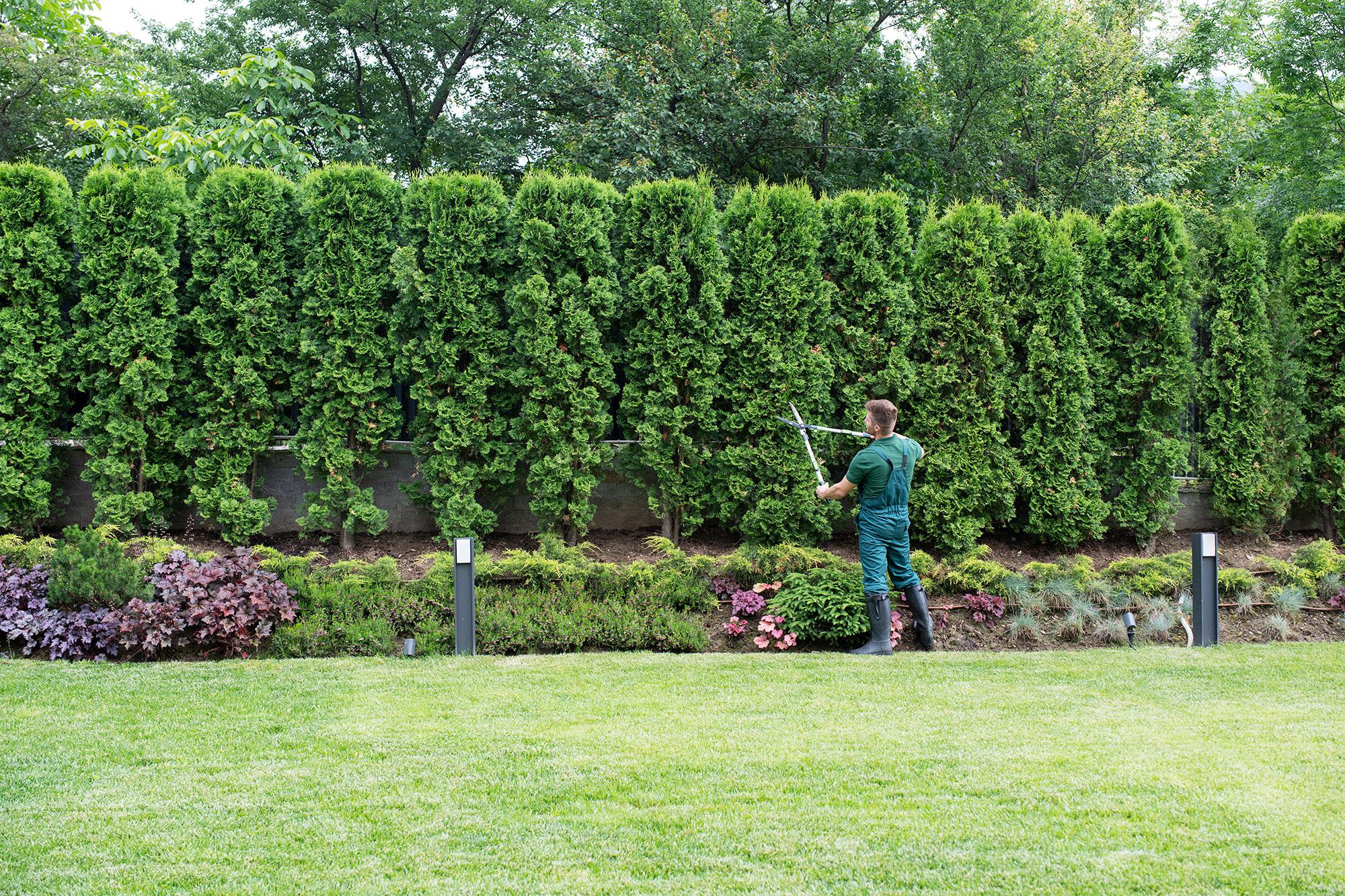 Tree trimming