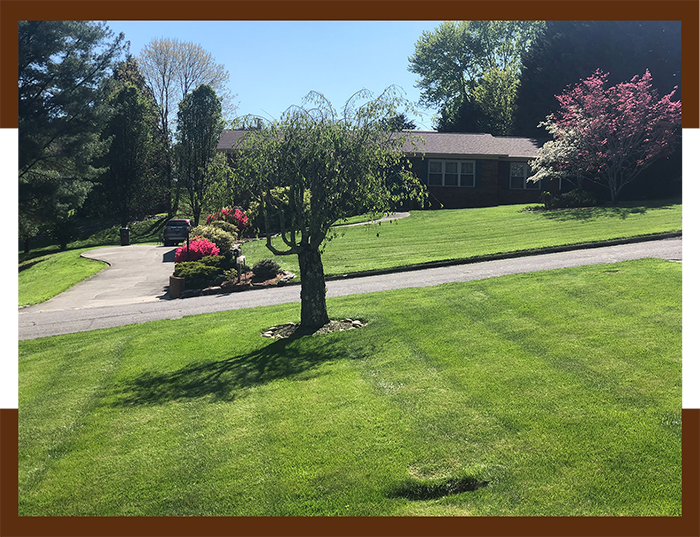 Mowed front yard